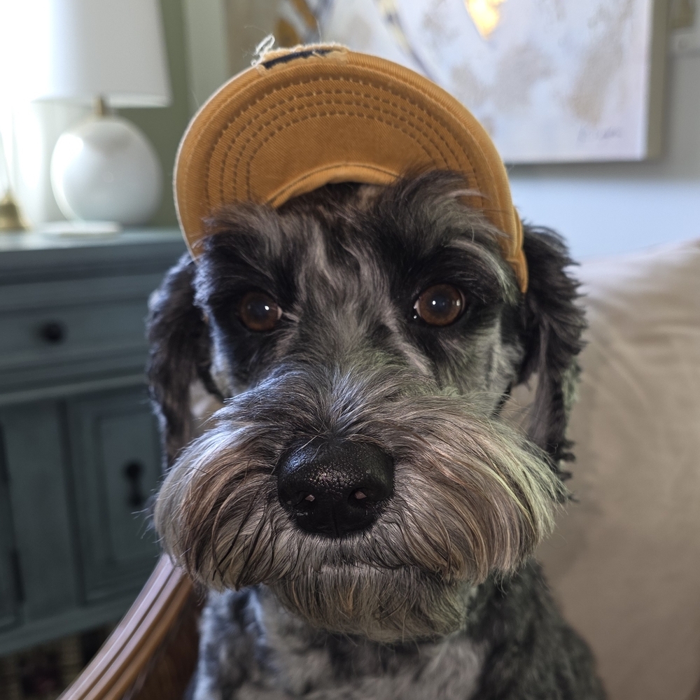 Dog Baseball Cap - Tan
